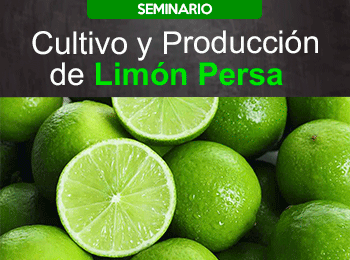 Cultivo y Producción de Limón Persa