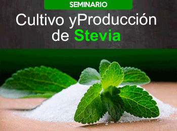 Cultivo y Producción de Stevia